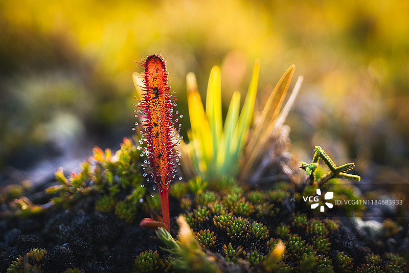 澳大利亚塔斯马尼亚西南国家公园垫状植物特写图片素材