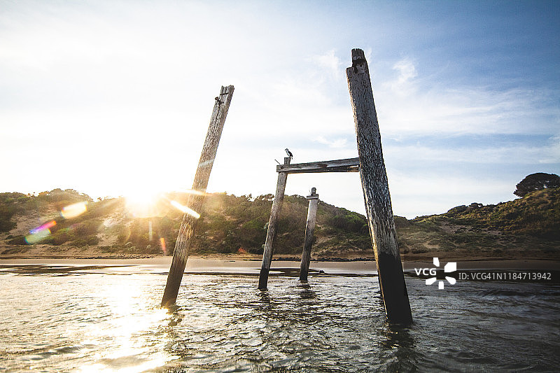 旧码头上的黑脸鸬鹚图片素材