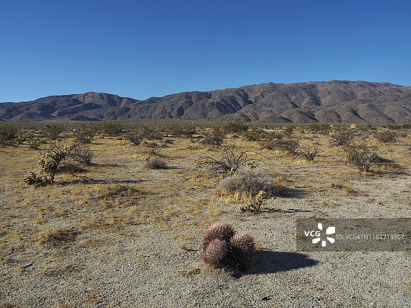 安扎博雷戈沙漠州立公园的三个桶形仙人掌，加利福尼亚州博雷戈泉图片素材