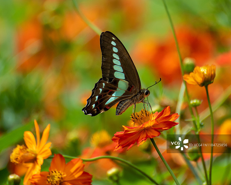 宇宙的花图片素材