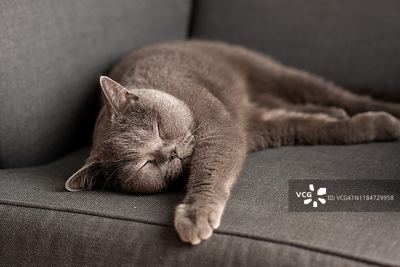 躺在白色桌子上的英国短毛猫，留白图片素材