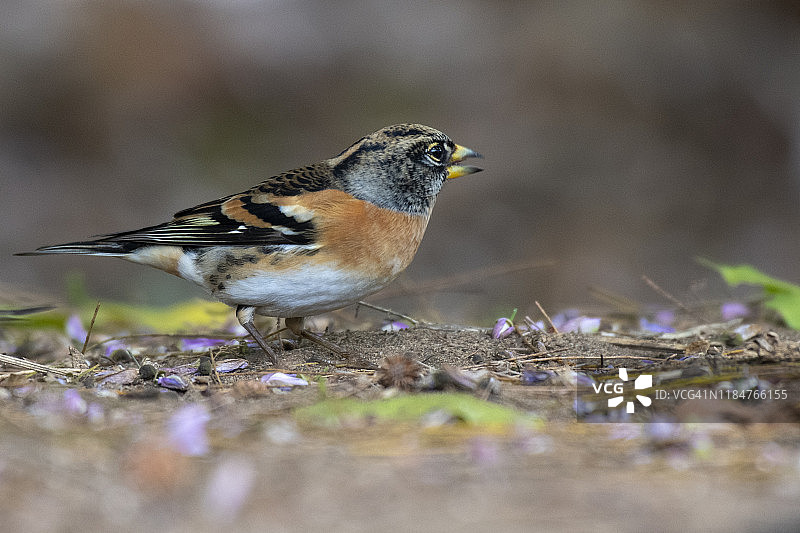 燕雀，中国台湾图片素材