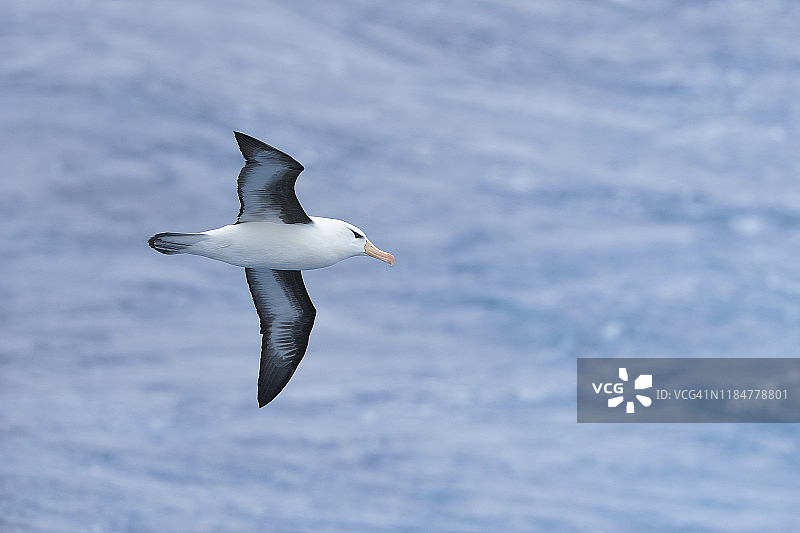 黑眉信天翁，飞行，德雷克海峡，南大西洋，南极洲图片素材