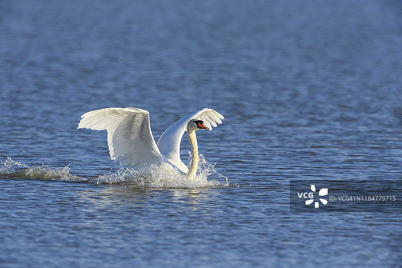 疣鼻天鹅，在奥地利布尔根兰州诺伊锡德尔湖降落图片素材