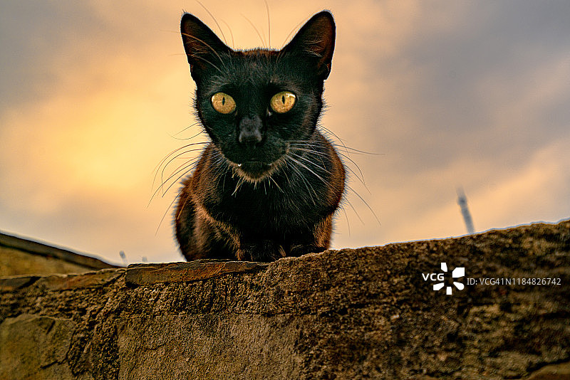 饥饿的流浪猫在屋顶上徘徊等待食物图片素材