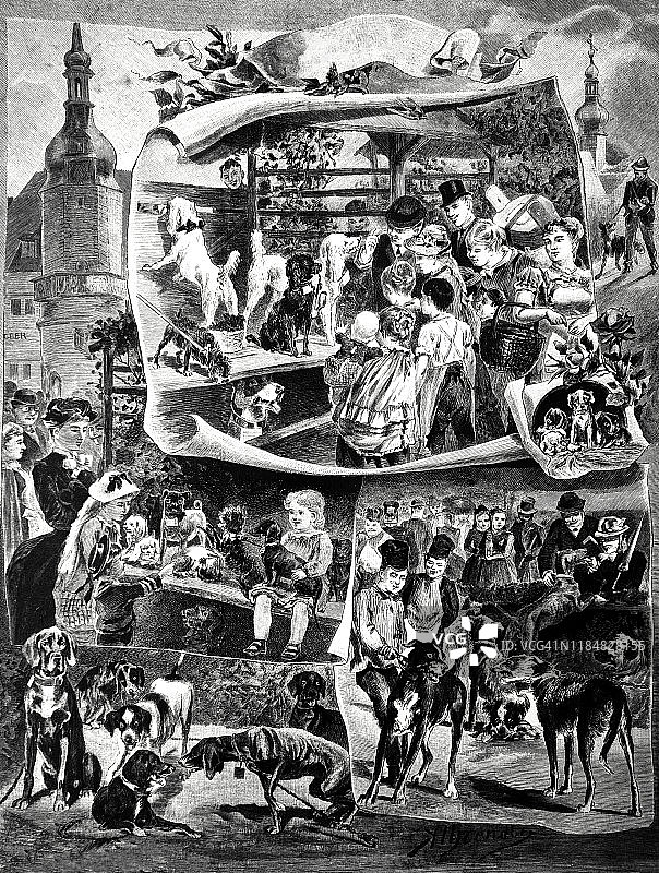 深受家庭喜爱的狗狗展览图片素材