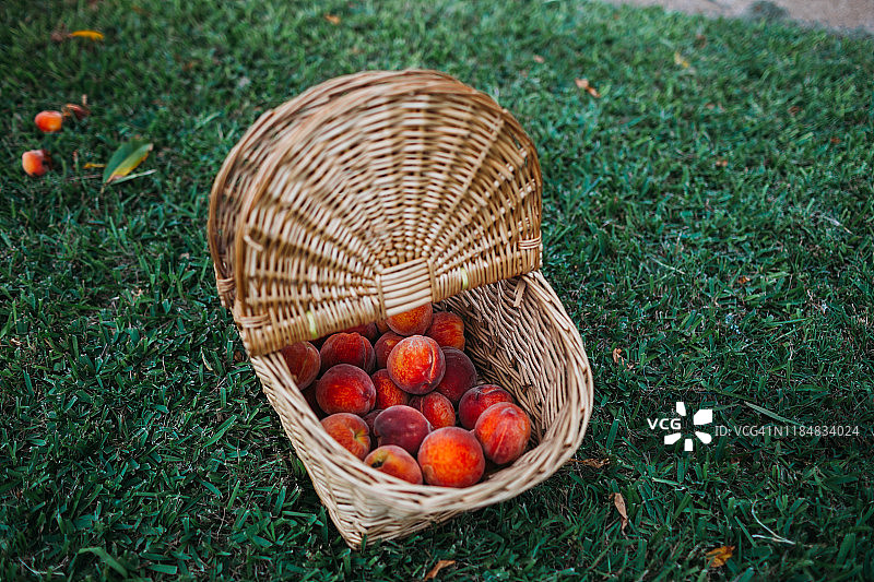前院里装满新鲜采摘的桃子的野餐篮图片素材