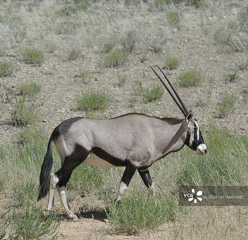 南非-羚羊图片素材