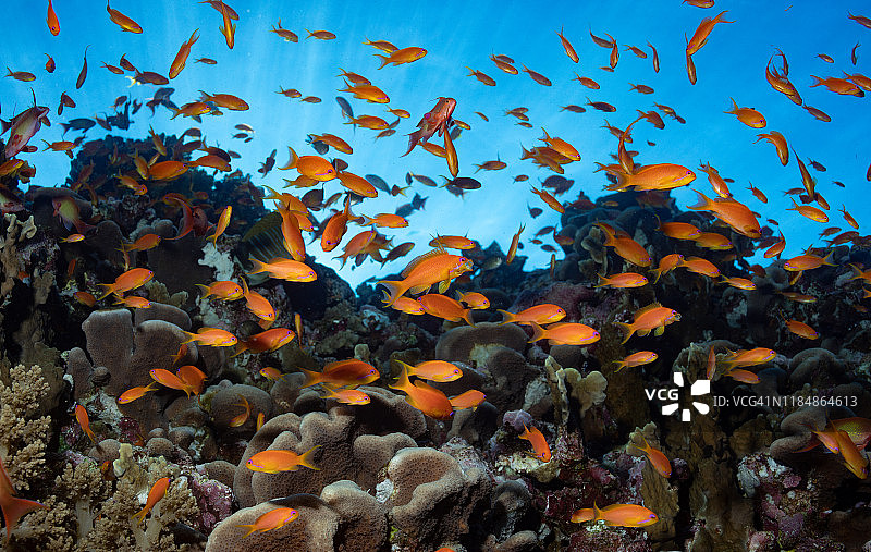 群游的鳞鳍金花鲈图片素材