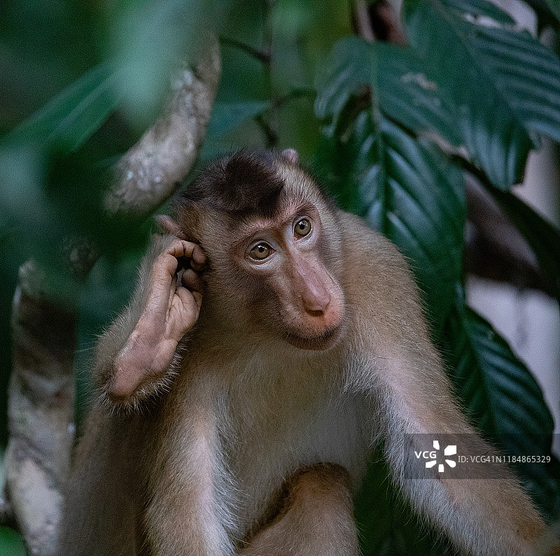 野外的猴子图片素材