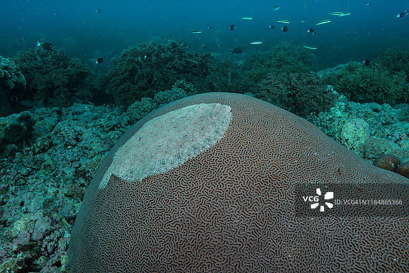 孔雀比目鱼特写图片素材