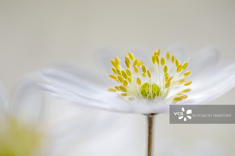 美丽春季银莲花白色花朵特写图片素材