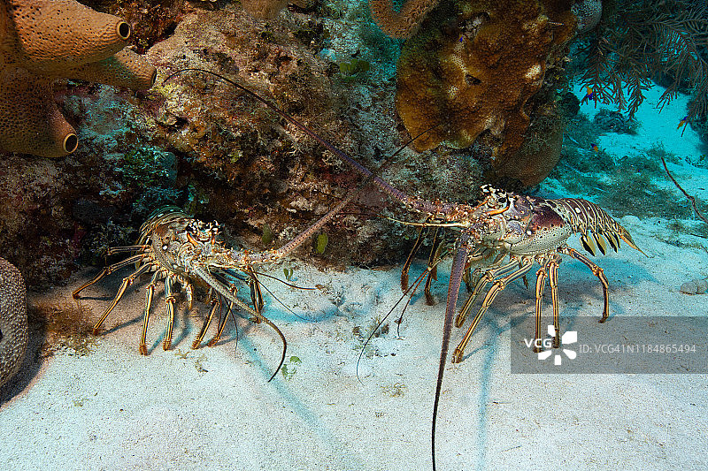 岩龙虾击退入侵者图片素材
