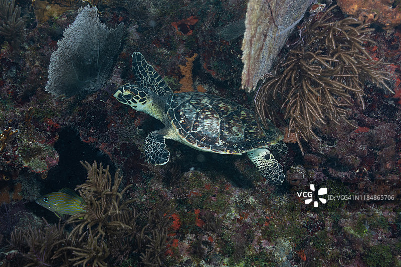 玳瑁海龟，佛罗里达群岛礁岛图片素材