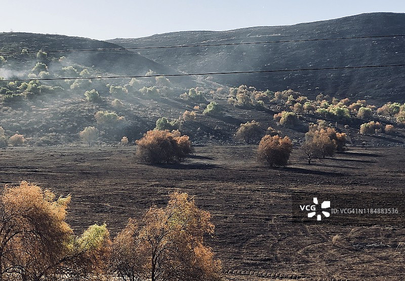 西米谷东部火灾后的烧毁树木和烟雾图片素材