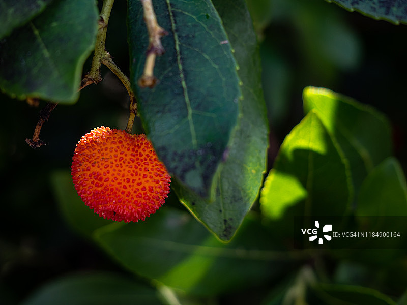 秋季水果：野生有机杨梅树枝森林中图片素材