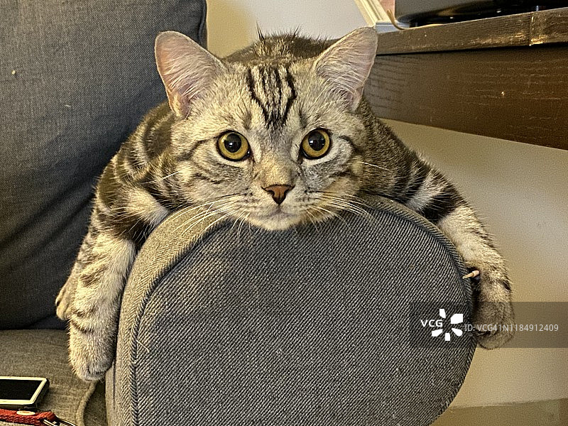 可爱的美短猫在沙发上休息图片素材