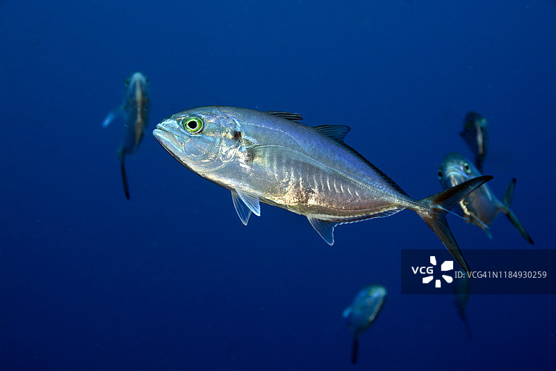 蓝 Runner鱼图片素材