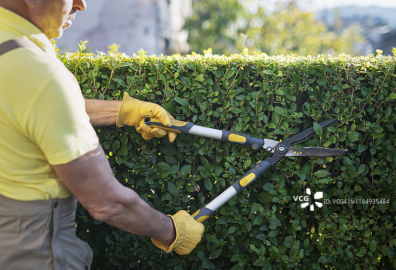 园丁在花园里修剪树篱图片素材