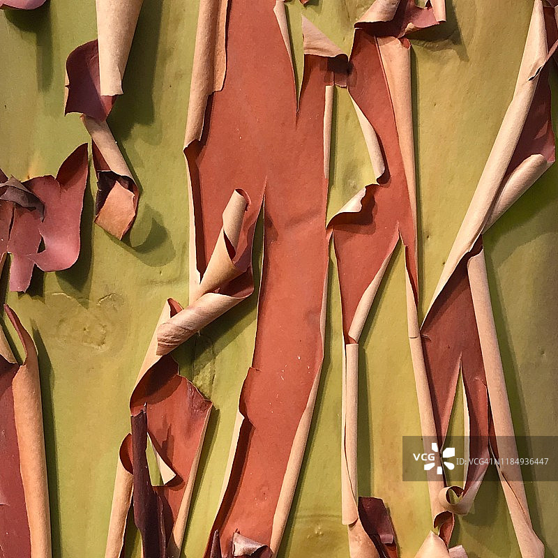 华盛顿州迪ception Pass的马德龙树皮图片素材