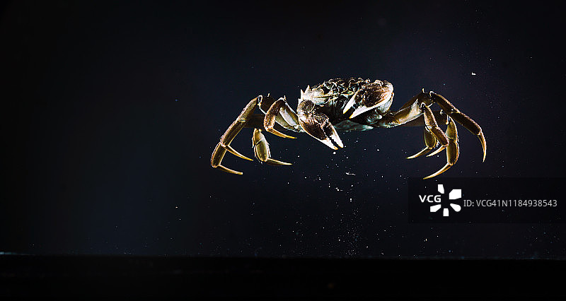高速同步拍摄的飞在空中的中华绒螯蟹图片素材