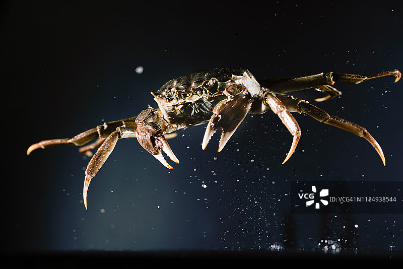 高速同步拍摄的飞在空中的中华绒螯蟹图片素材