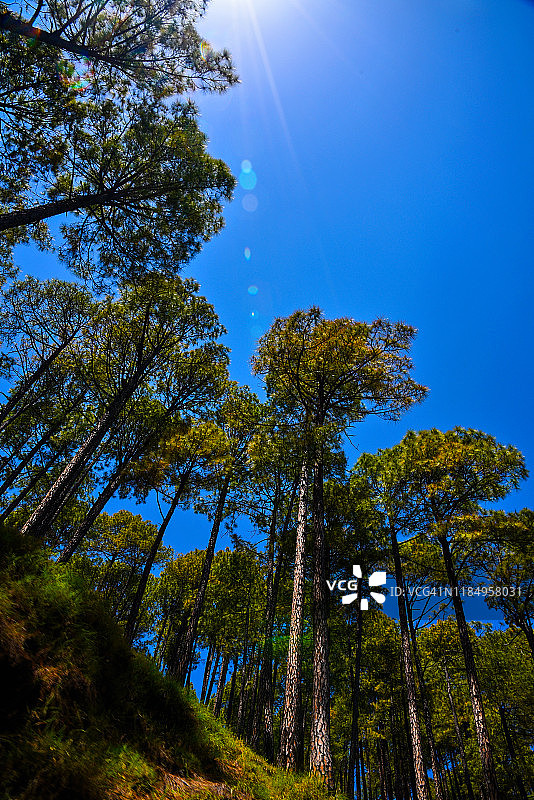 高大森林树木的低角度视图图片素材