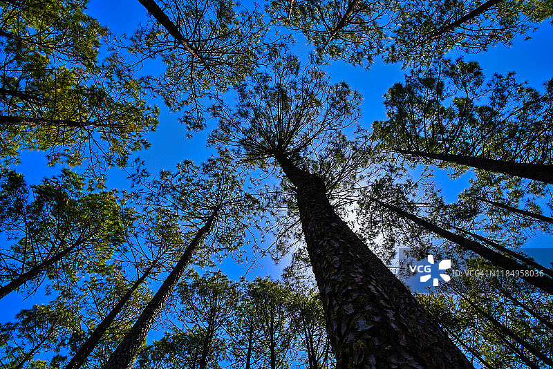 高大森林树木的低角度视图图片素材