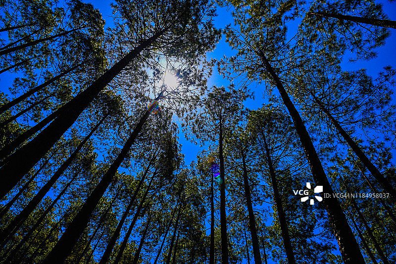 高大森林树木的低角度视图图片素材