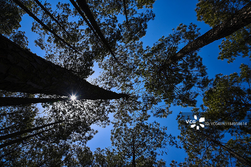 高大森林树木的低角度视图图片素材