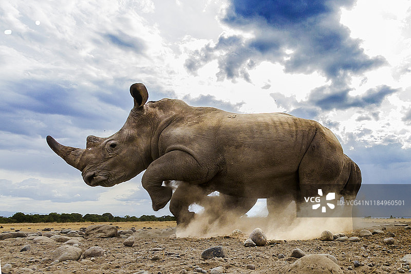 肯尼亚莱基皮亚奔跑的白犀牛图片素材
