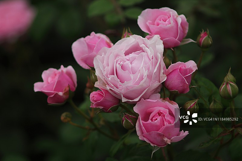 杂交茶香月季灌木 - 比利时克莱尔公主图片素材