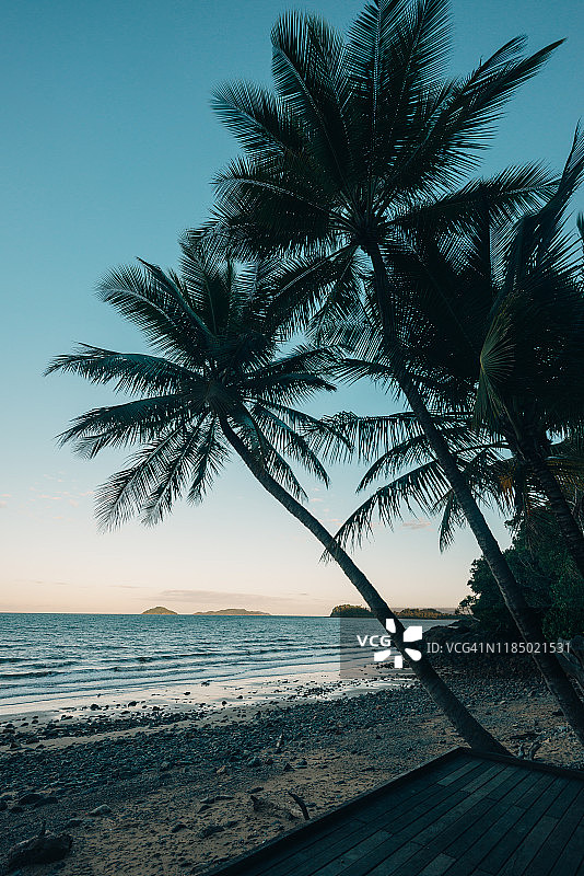 海滩棕榈树图片素材