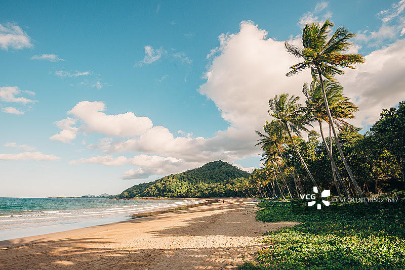 海滩棕榈树图片素材