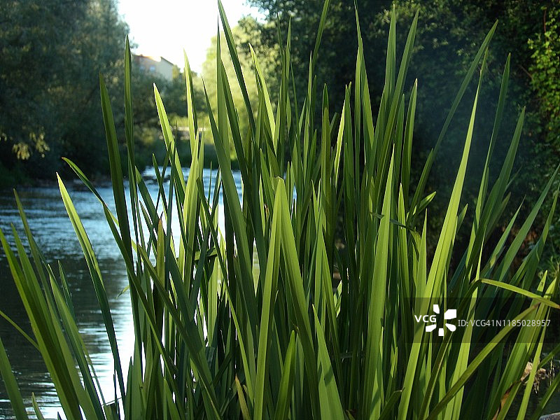 绿色河流图片素材
