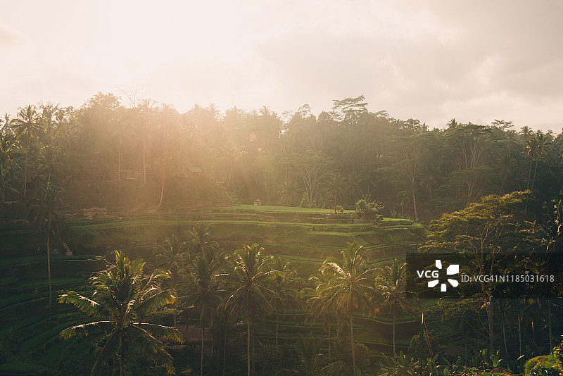 乌布巴厘岛梯田日出图片素材