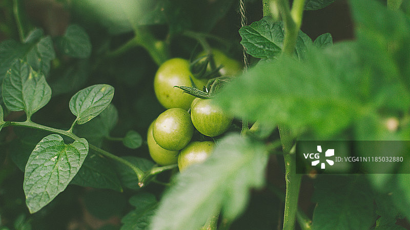 在英国花园里生长的绿色番茄图片素材