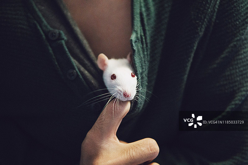 从男人套头衫里探出头的精美老鼠图片素材