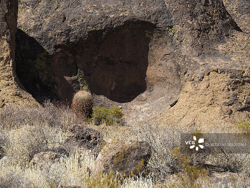 莫哈韦国家保护区沙漠植物和桶形仙人掌，加利福尼亚州图片素材