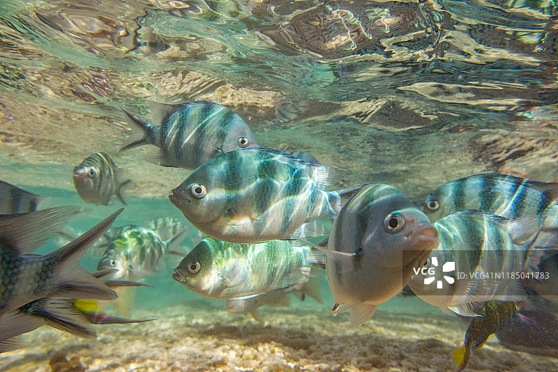 水下鱼群图片素材