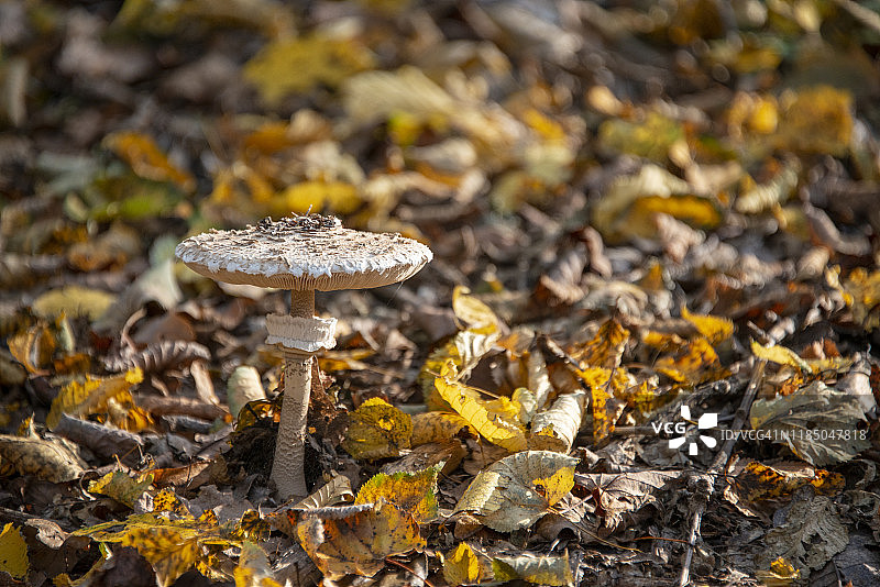 特兰西瓦尼亚林地里的一棵高大的鳞柄菇图片素材