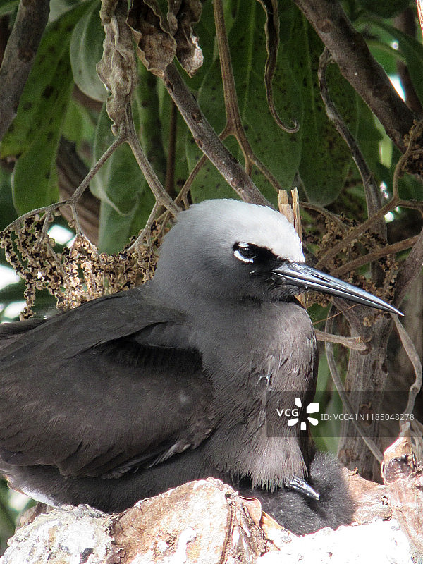 黑色玄燕筑巢图片素材