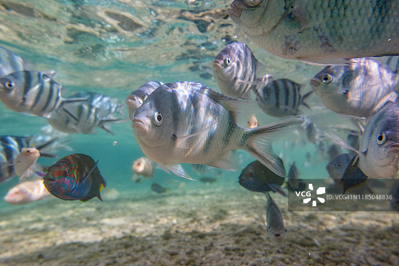 水下鱼群图片素材