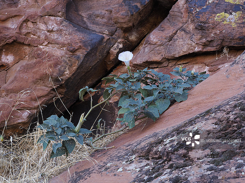 犹他州雪峡谷州立公园盛开的曼陀罗图片素材
