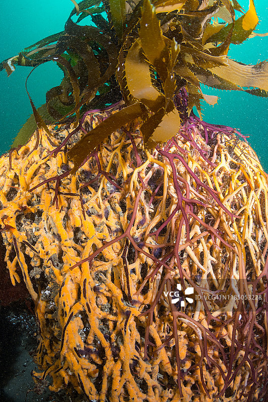 巨藻固着器（根）图片素材