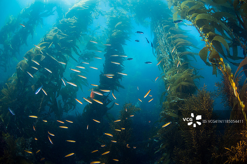 卡塔利娜岛海带森林图片素材