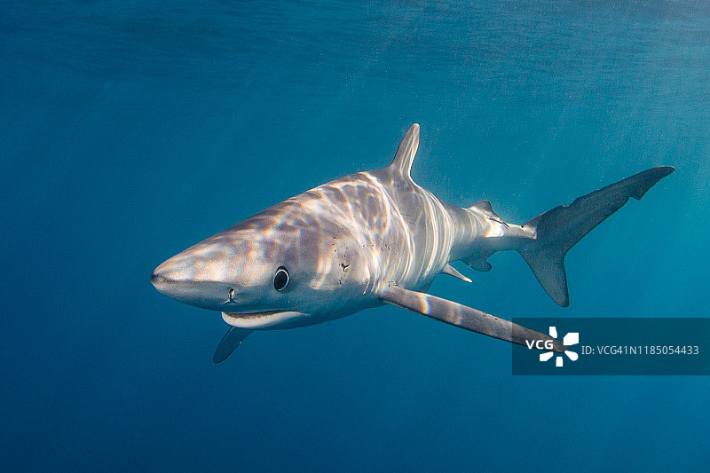 南加利福尼亚的蓝鲨图片素材