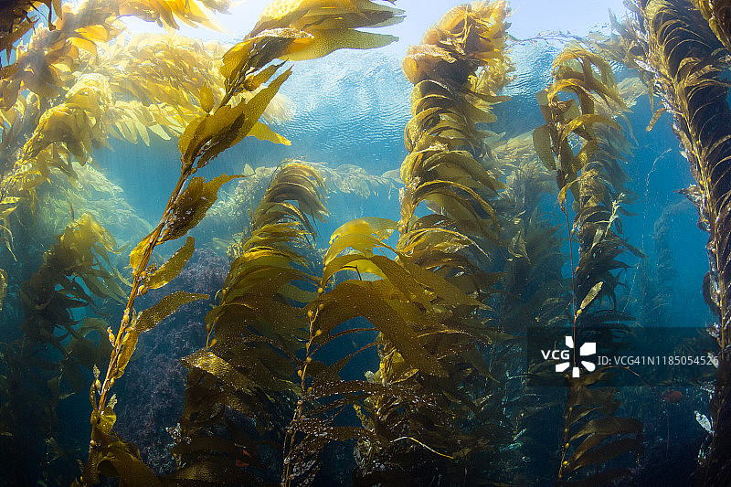 卡塔利娜岛海带森林图片素材