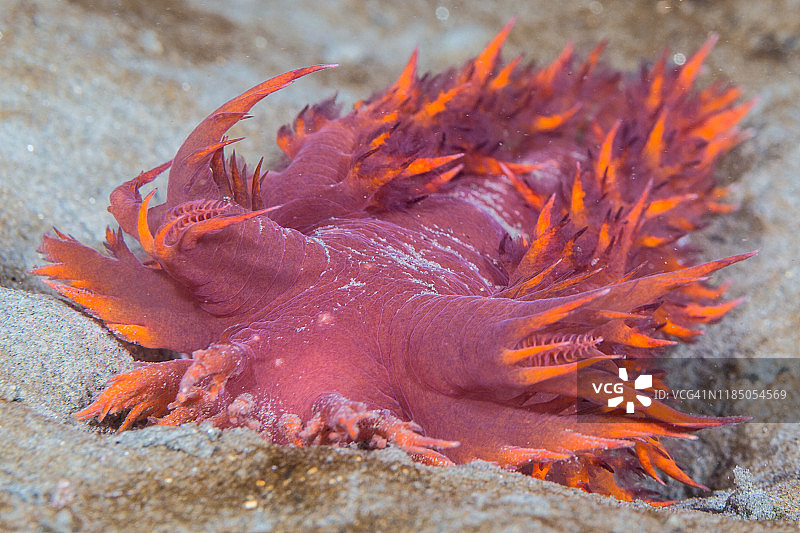 虹海牛科海蛞蝓图片素材