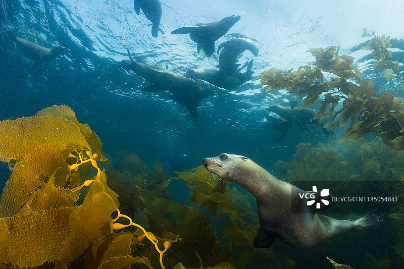 海峡群岛国家公园的加利福尼亚海狮图片素材